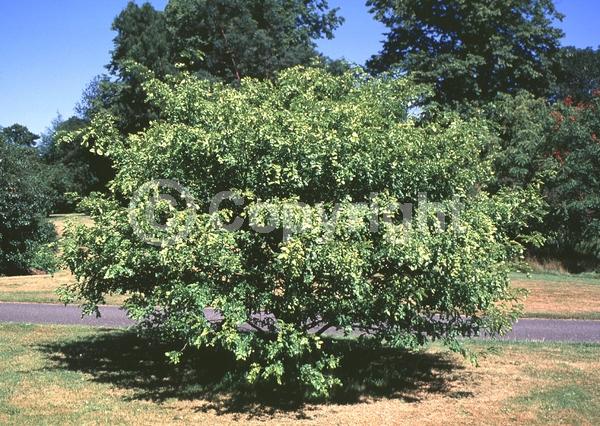 Yellow blooms; Deciduous; 
