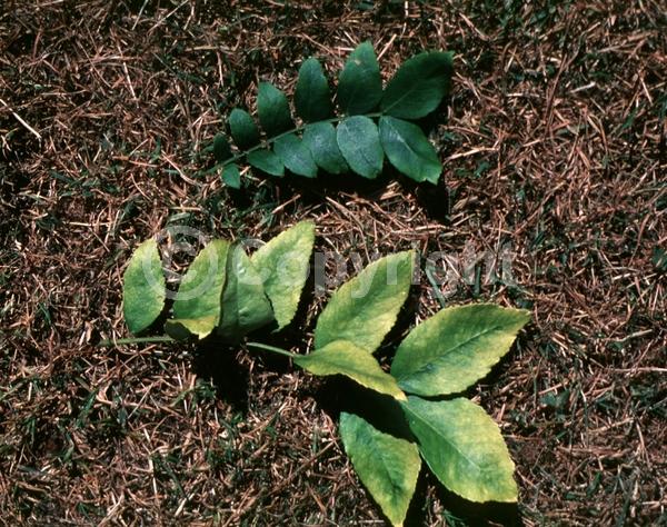Yellow blooms; Deciduous; 
