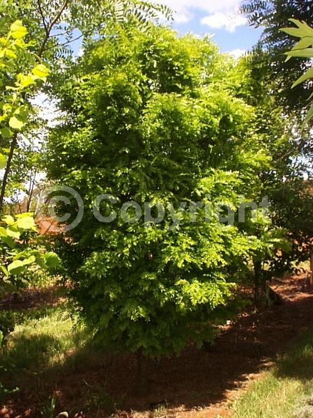 White blooms; Green blooms; Deciduous; Broadleaf; North American Native