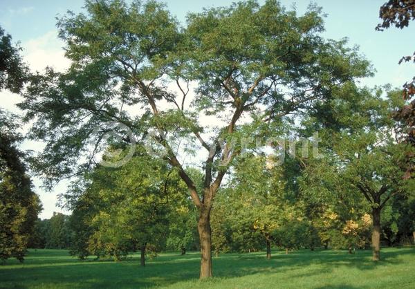 Yellow blooms; Deciduous; North American Native