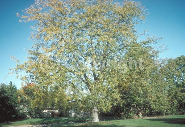 Yellow blooms; Deciduous; North American Native