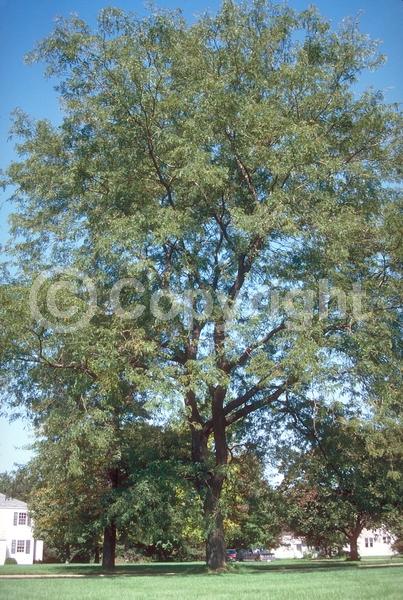 Yellow blooms; Deciduous; North American Native