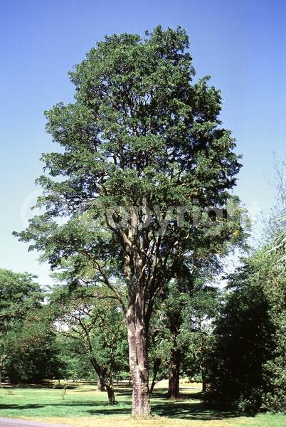 Yellow blooms; Deciduous; North American Native