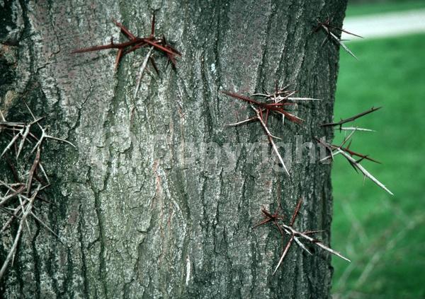 Yellow blooms; Deciduous; North American Native