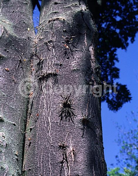 Yellow blooms; Deciduous; North American Native