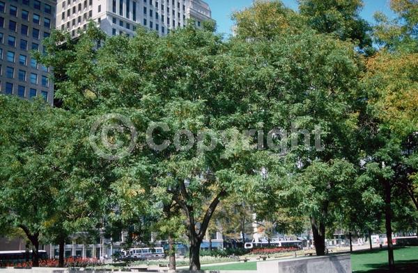 Yellow blooms; Deciduous; North American Native