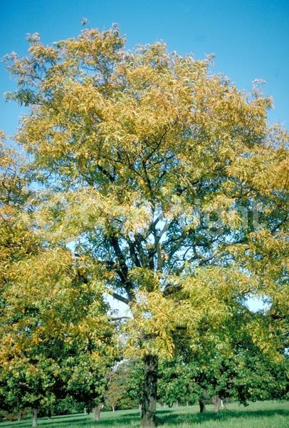 Yellow blooms; Deciduous; North American Native