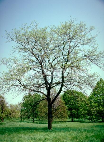 Yellow blooms; Deciduous; North American Native