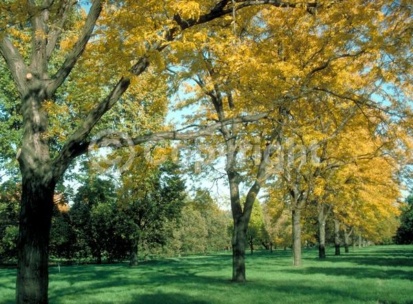 Yellow blooms; Deciduous; North American Native