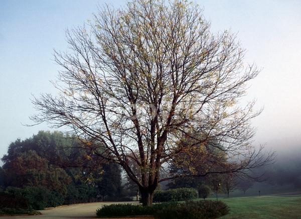 Yellow blooms; Deciduous; North American Native