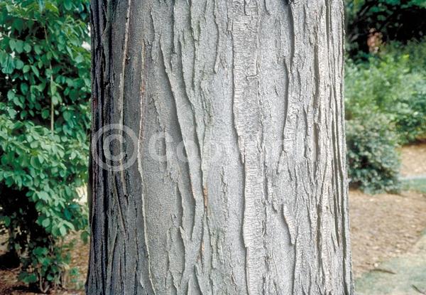 Yellow blooms; Deciduous; North American Native