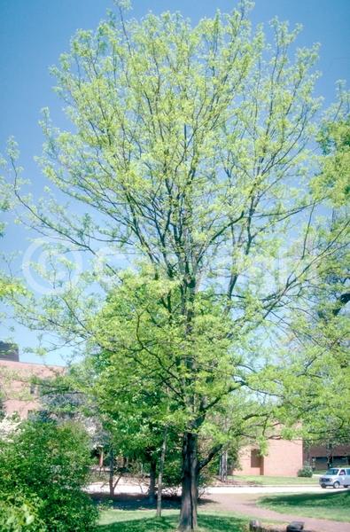 Yellow blooms; Deciduous; North American Native