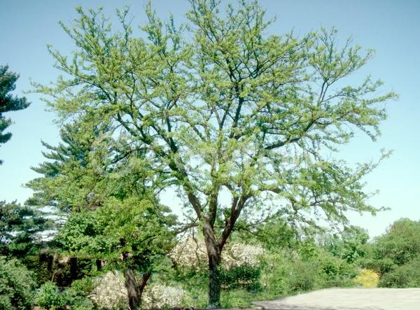 Yellow blooms; Deciduous; North American Native