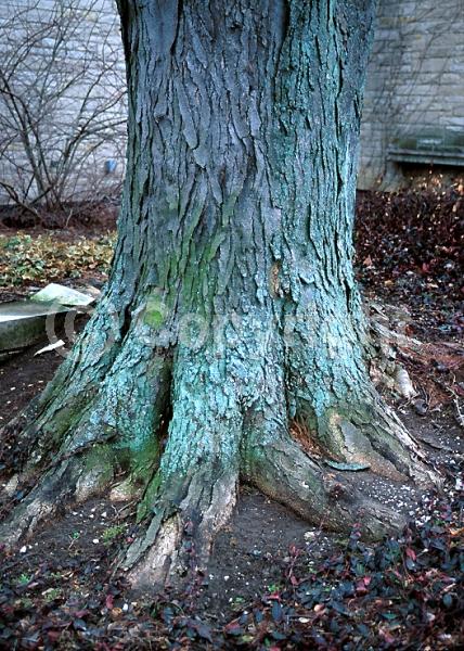 Yellow blooms; Deciduous; North American Native