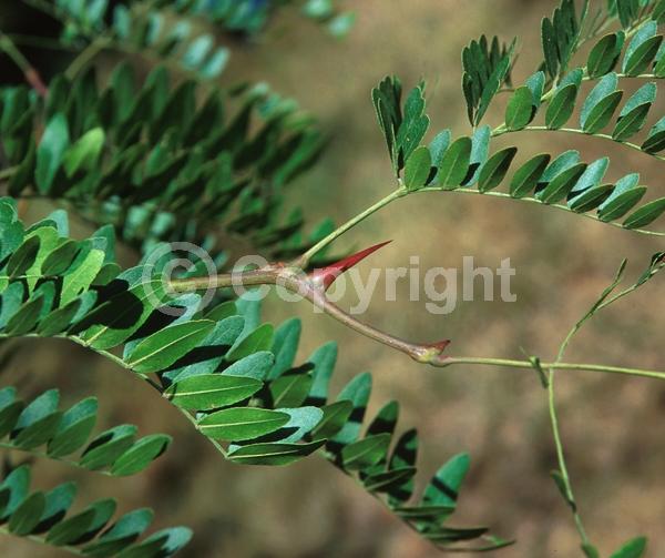 Yellow blooms; Deciduous; North American Native