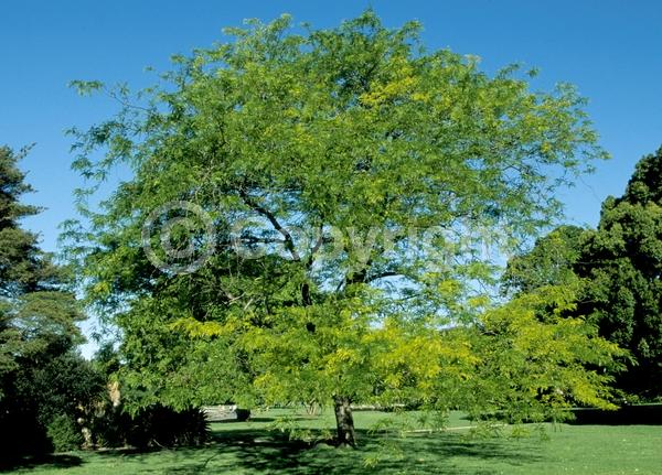 Yellow blooms; Deciduous; North American Native
