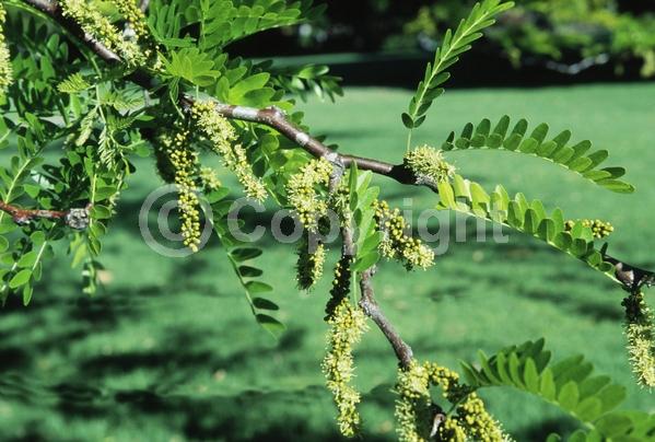 Yellow blooms; Deciduous; North American Native