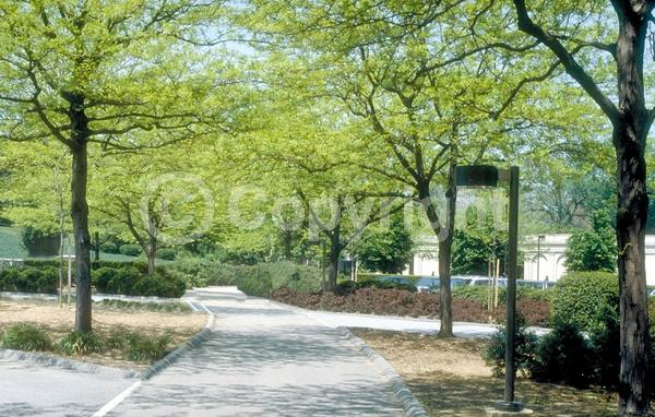 Yellow blooms; Deciduous; North American Native