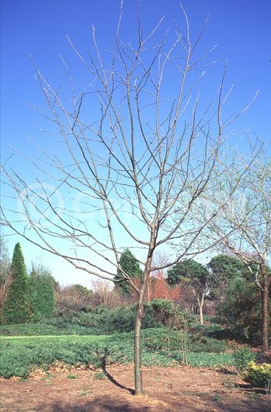 Yellow blooms; Deciduous; North American Native