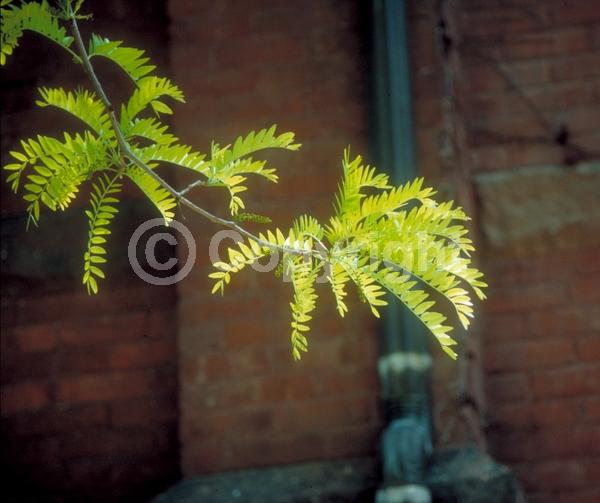 Yellow blooms; Deciduous; North American Native