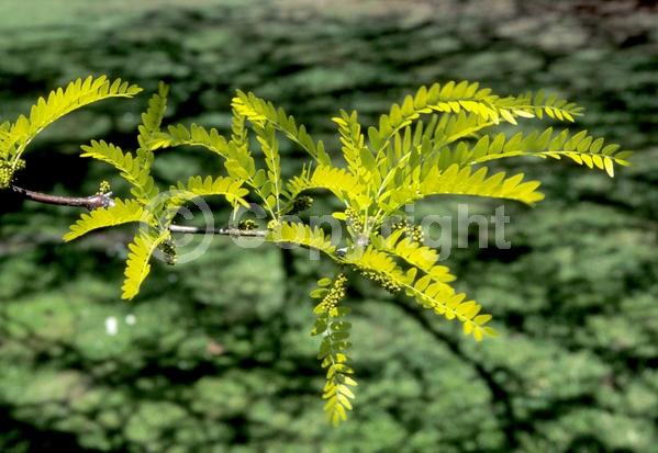 Yellow blooms; Deciduous; North American Native