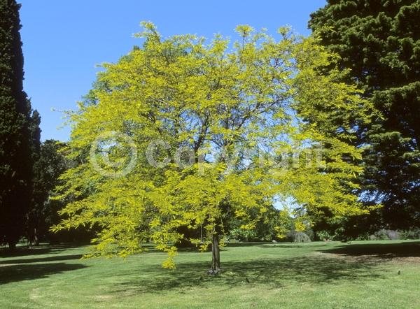 Yellow blooms; Deciduous; North American Native