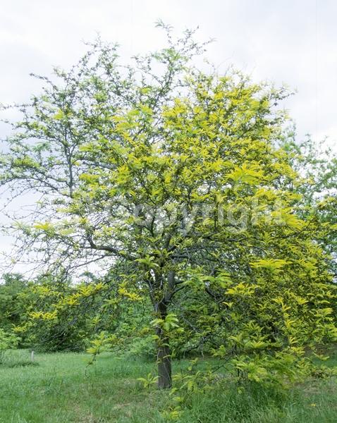 Yellow blooms; Deciduous; North American Native