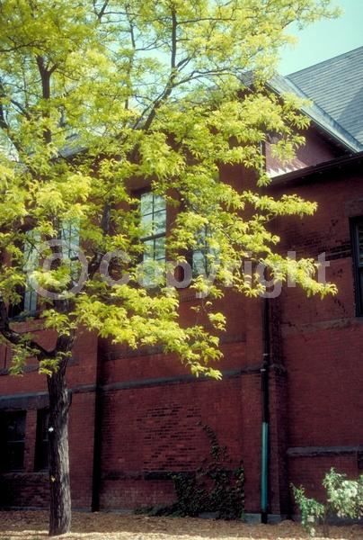 Yellow blooms; Deciduous; North American Native