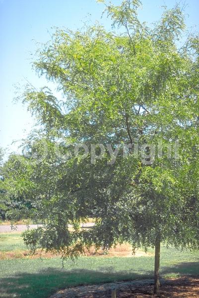 Yellow blooms; Deciduous; North American Native