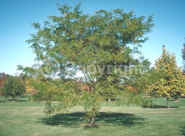 Yellow blooms; Deciduous; North American Native