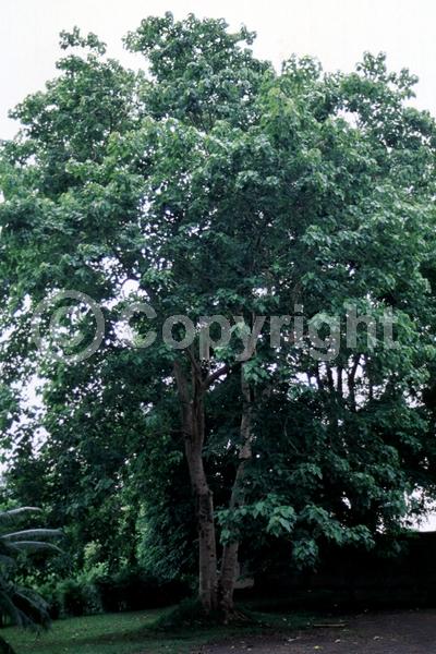 Yellow blooms; Deciduous