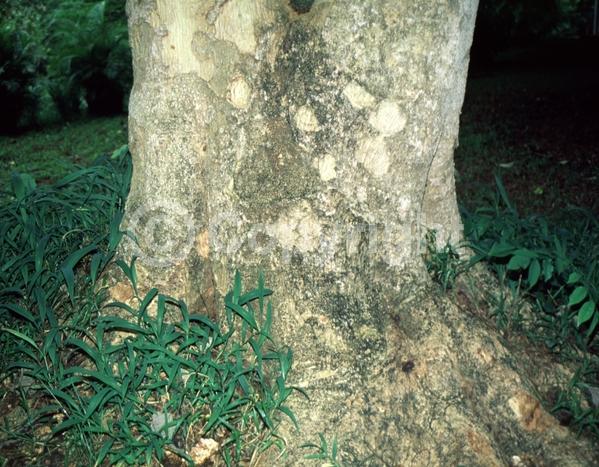 Yellow blooms; Deciduous