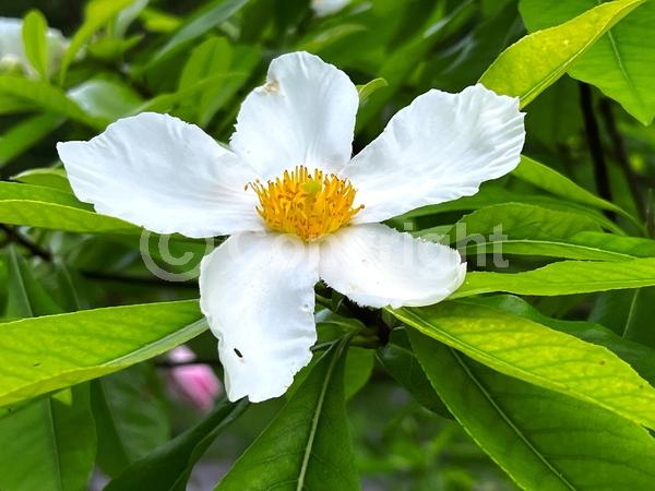 White blooms; Semi-evergreen; North American Native;White blooms; Semi-evergreen; North American Native
