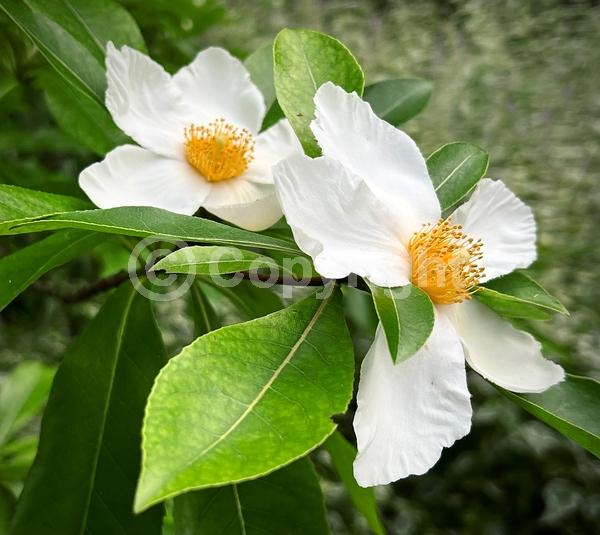 White blooms; Semi-evergreen; North American Native;White blooms; Semi-evergreen; North American Native