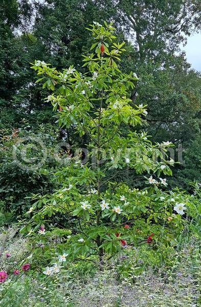 White blooms; Semi-evergreen; North American Native;White blooms; Semi-evergreen; North American Native