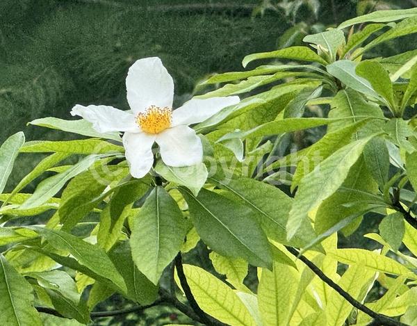 White blooms; Semi-evergreen; North American Native