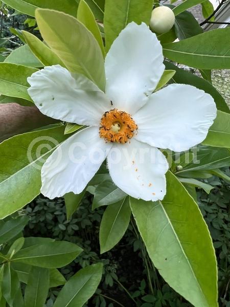 White blooms; Semi-evergreen; North American Native;White blooms; Semi-evergreen; North American Native