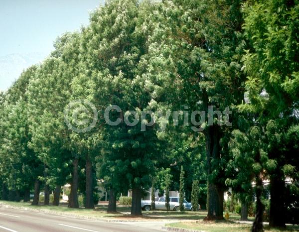 Orange blooms; Yellow blooms; Evergreen; Needles or needle-like leaf