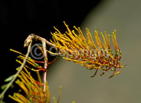 Orange blooms; Yellow blooms; Evergreen; Needles or needle-like leaf