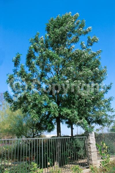 Orange blooms; Yellow blooms; Evergreen; Needles or needle-like leaf