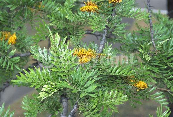 Orange blooms; Yellow blooms; Evergreen; Needles or needle-like leaf