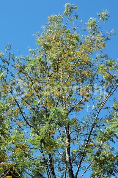 Orange blooms; Yellow blooms; Evergreen; Needles or needle-like leaf