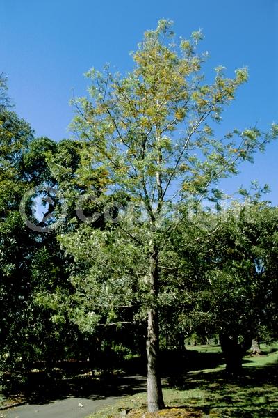 Orange blooms; Yellow blooms; Evergreen; Needles or needle-like leaf