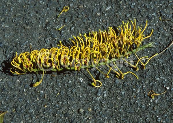 Orange blooms; Yellow blooms; Evergreen; Needles or needle-like leaf