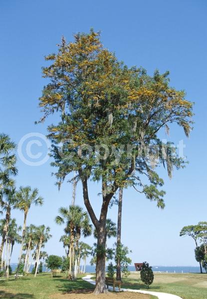 Orange blooms; Yellow blooms; Evergreen; Needles or needle-like leaf