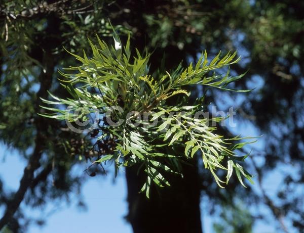 Orange blooms; Yellow blooms; Evergreen; Needles or needle-like leaf