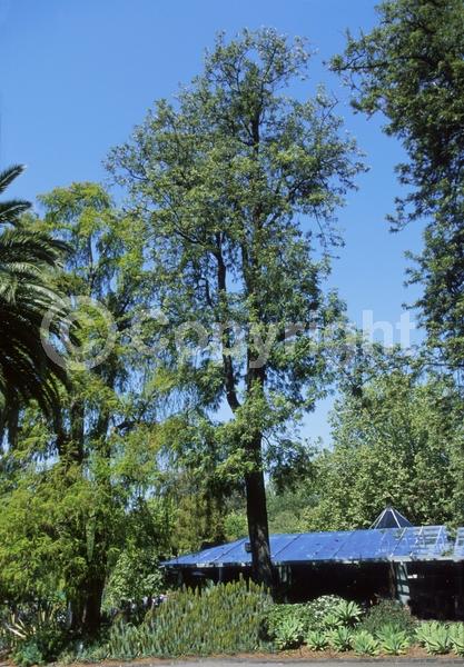 Orange blooms; Yellow blooms; Evergreen; Needles or needle-like leaf
