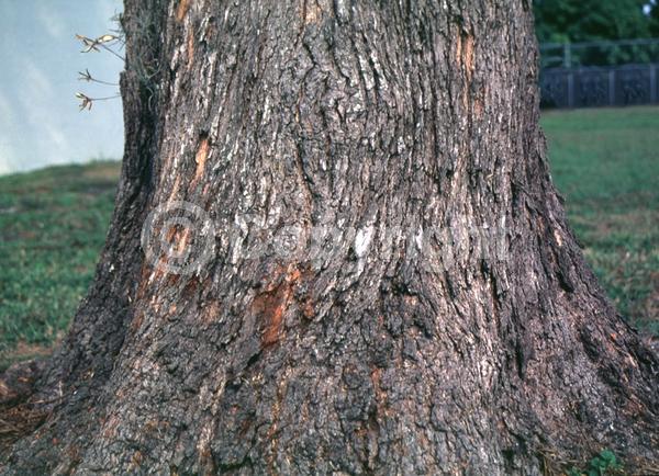Orange blooms; Yellow blooms; Evergreen; Needles or needle-like leaf