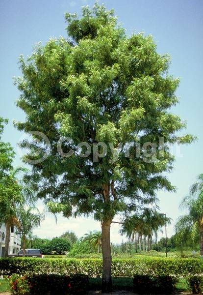 Orange blooms; Yellow blooms; Evergreen; Needles or needle-like leaf
