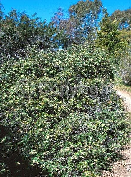 Yellow blooms; White blooms; Evergreen